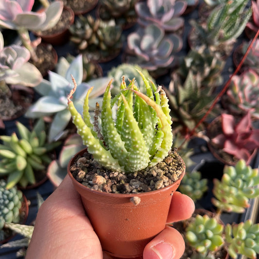 Aloe Mini