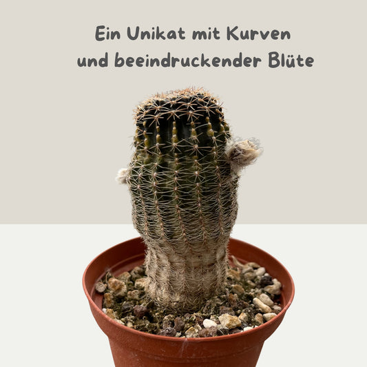 Echinopsis densispina 9cm Topf