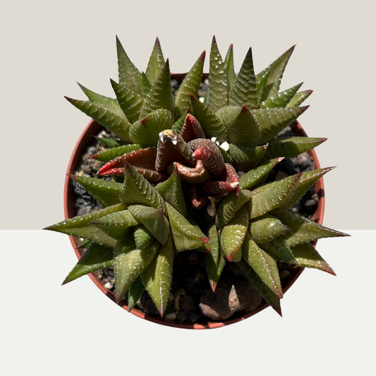 Haworthia Limifolia Einzelstück