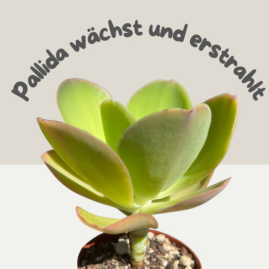 Echeveria pallida Einzelstück