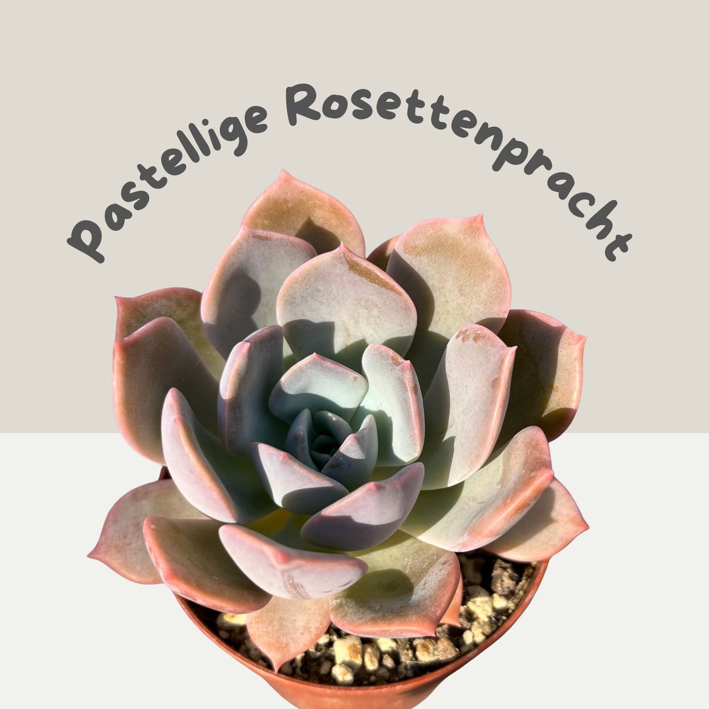 Graptoveria Debbie Einzelstück