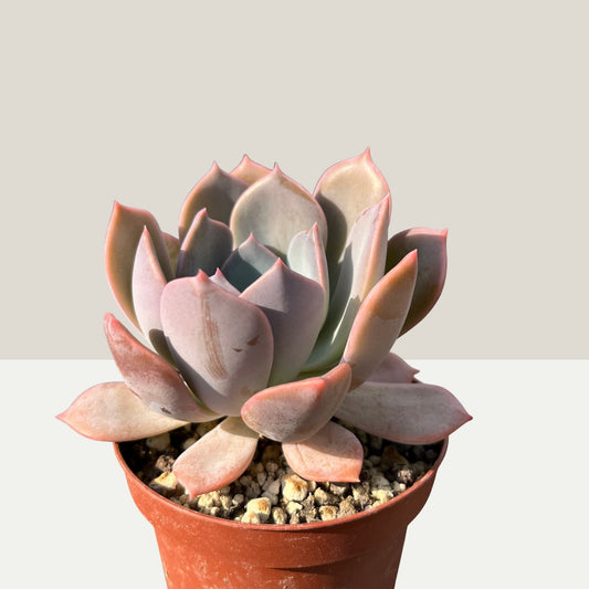 Graptoveria Debbie Einzelstück