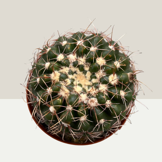 Notocactus 9cm Topf