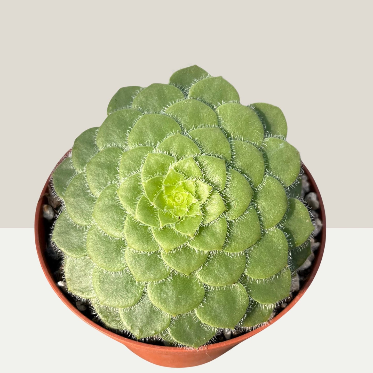 Aeonium tabuliforme Einzelstück