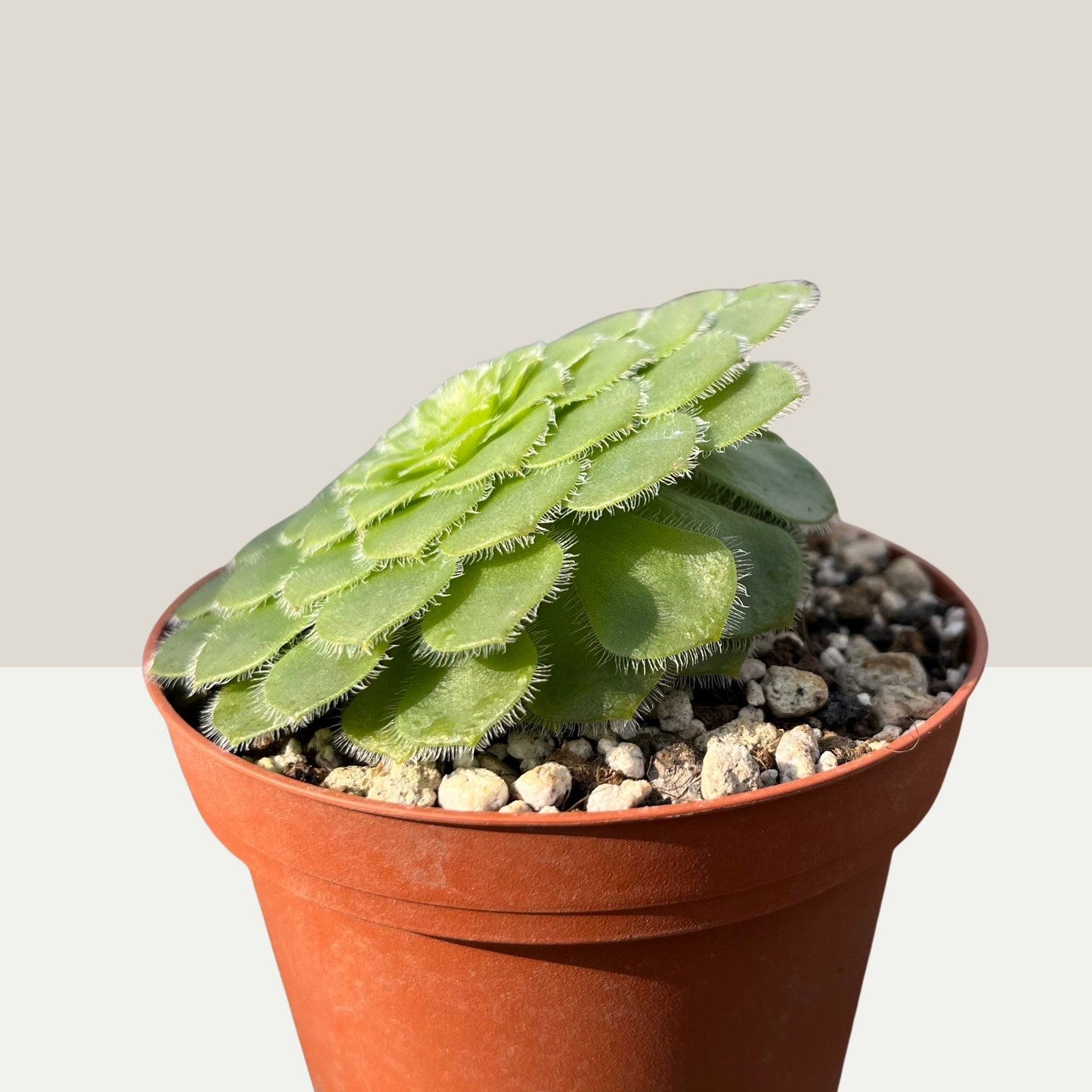 Aeonium tabuliforme Einzelstück