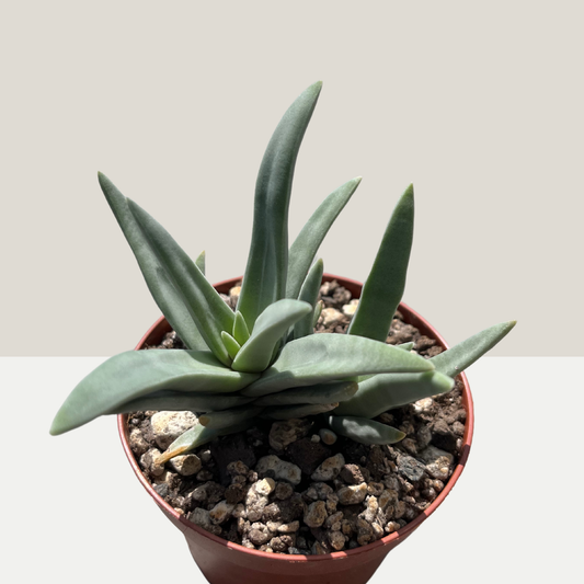 Crassula? Einzelstück