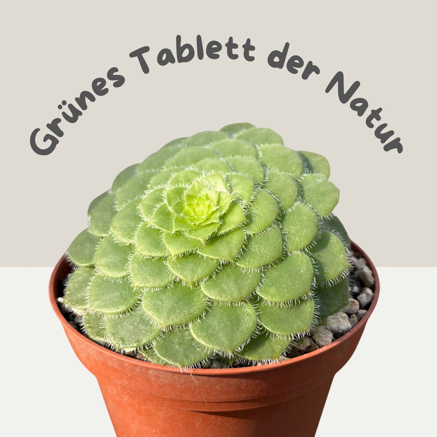 Aeonium tabuliforme Einzelstück