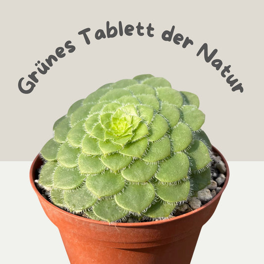 Aeonium tabuliforme Einzelstück