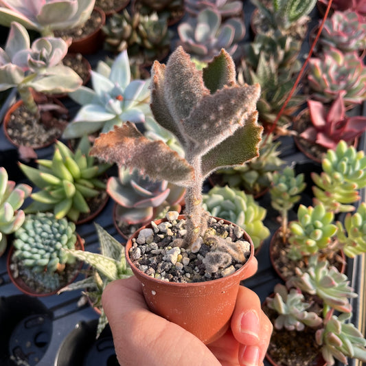 Kalanchoe beharensis cv.