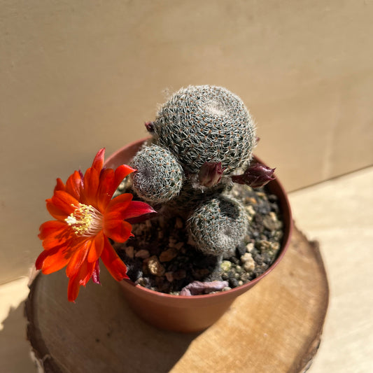 Rebutia heliosa var. pseudoheliosa / aylostera pseudoheliosa im 9cm Topf