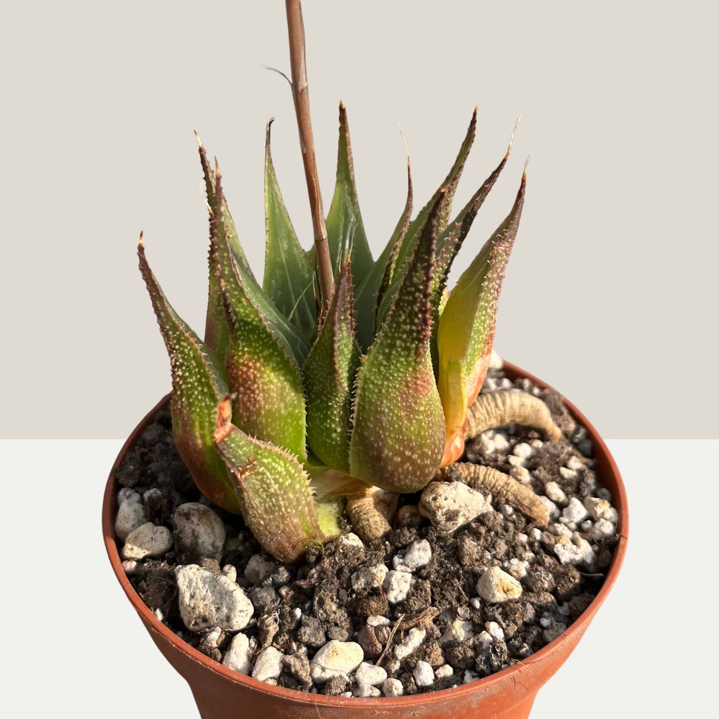 Haworthia mirabilis v. rubrodentata Einzelstücke