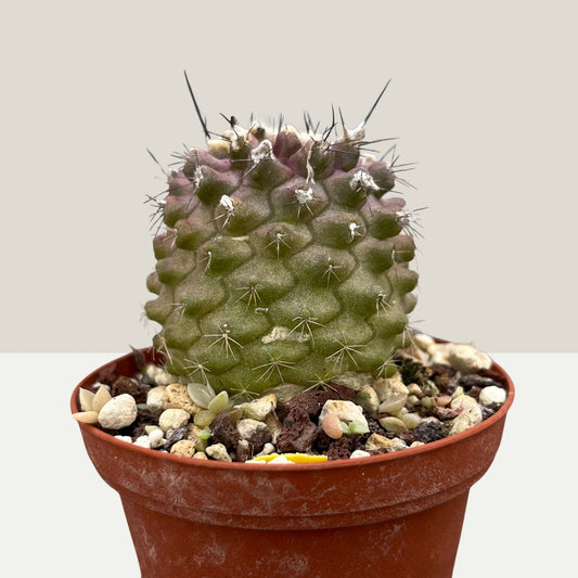 Copiapoa humilis 8cm Topf