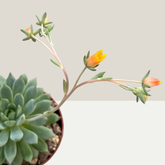 Echeveria 'Yummy' Einzelstück