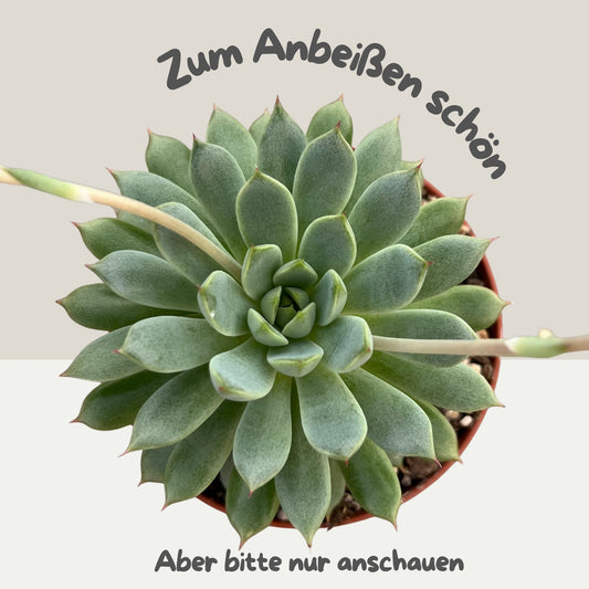 Echeveria 'Yummy' Einzelstück