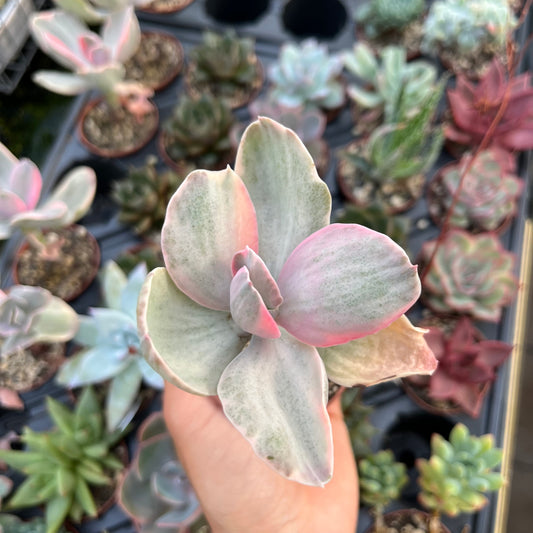 Echeveria cv. decora variegata Mini