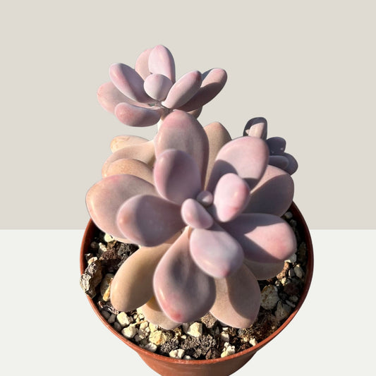 Pachyphytum oviferum / Mondsteinpflanze Einzelstück