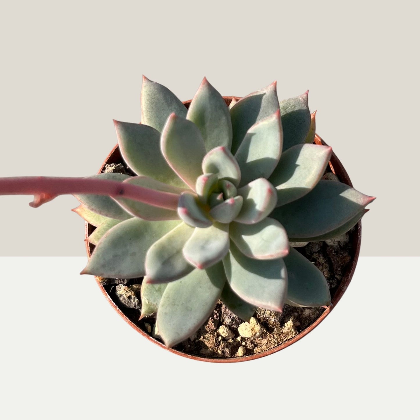 Echeveria Yummy Einzelstück