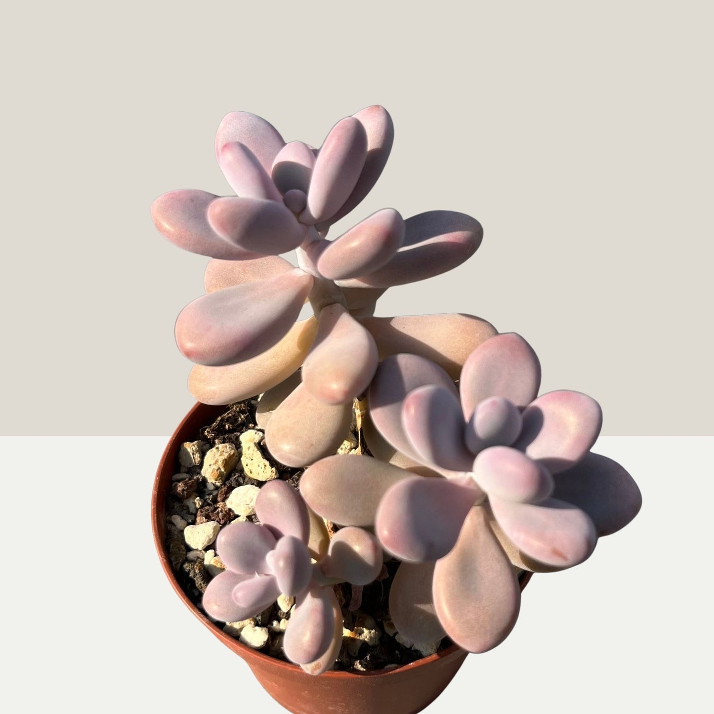 Pachyphytum oviferum / Mondsteinpflanze Einzelstück