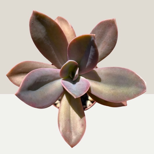 Graptoveria Einzelstück