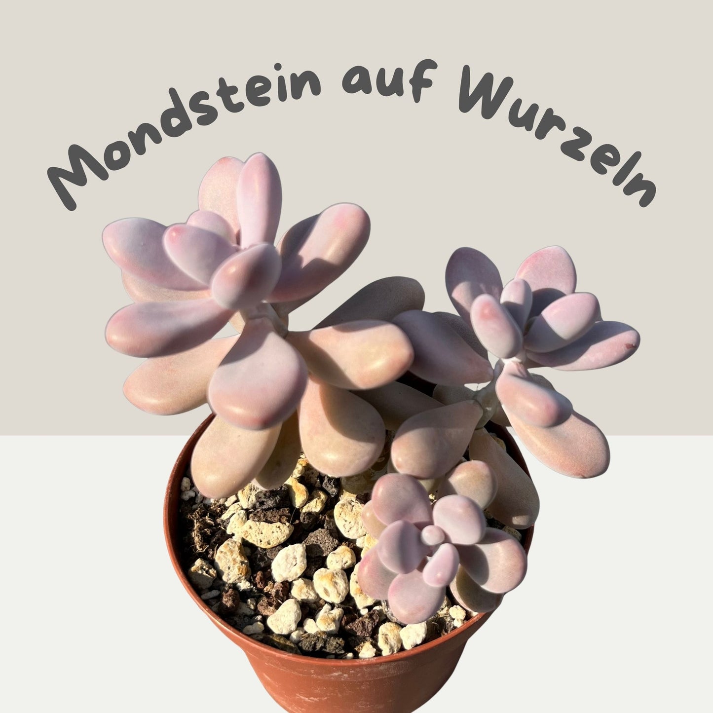Pachyphytum oviferum / Mondsteinpflanze Einzelstück
