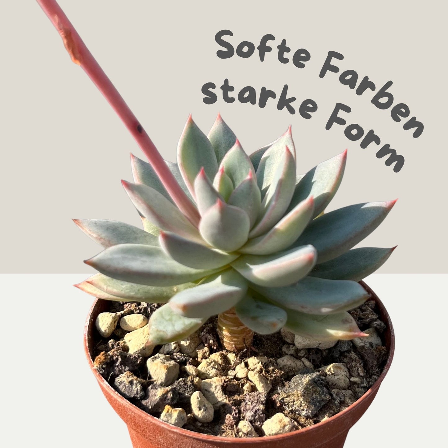 Echeveria Yummy Einzelstück