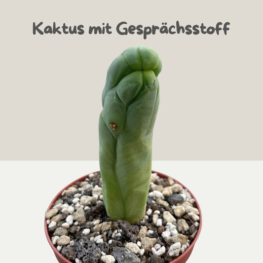 Trichocereus bridgesii f. monstrosa „Inversa“ (TBM Inversum) 9cm Topf