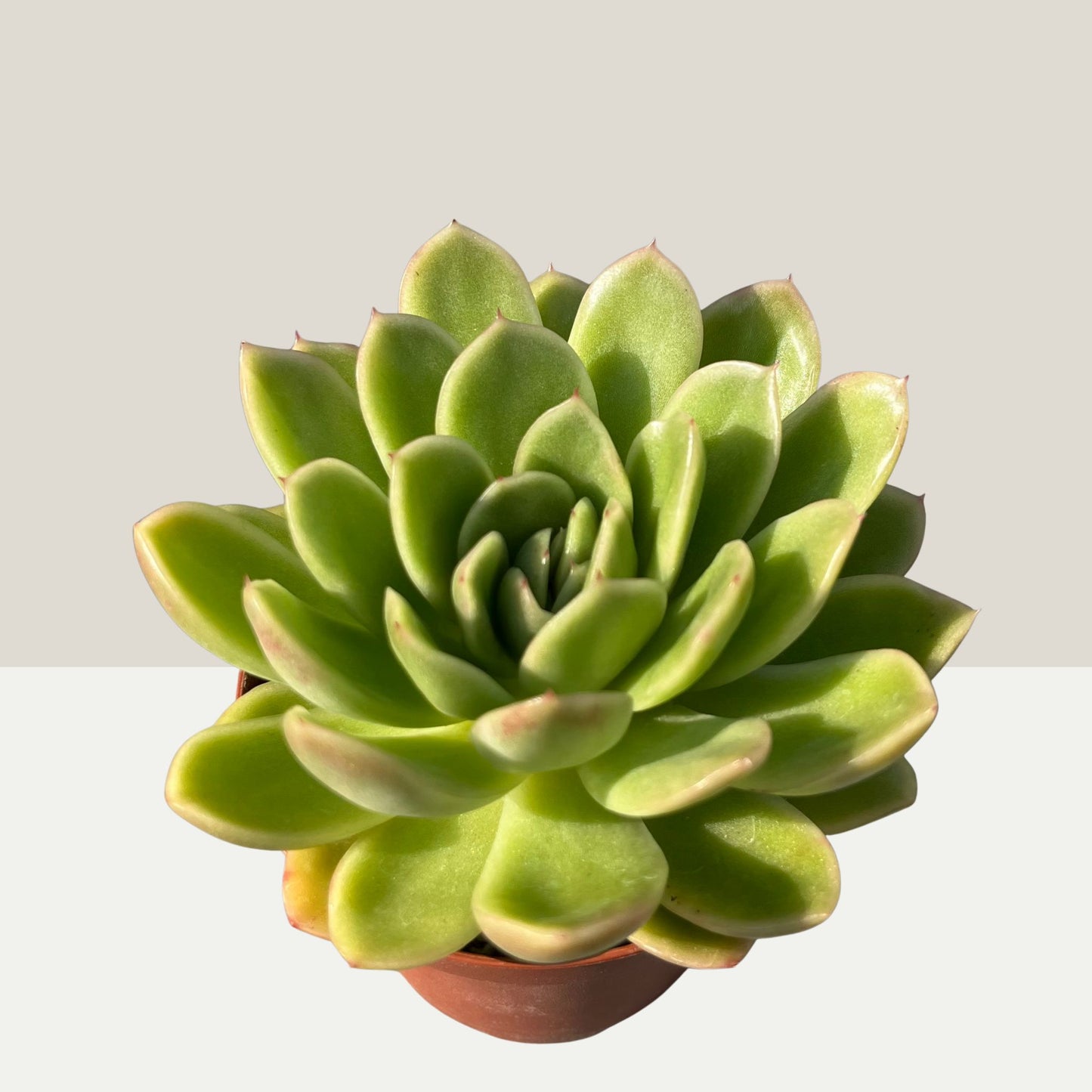 Echeveria gilva Einzelstück