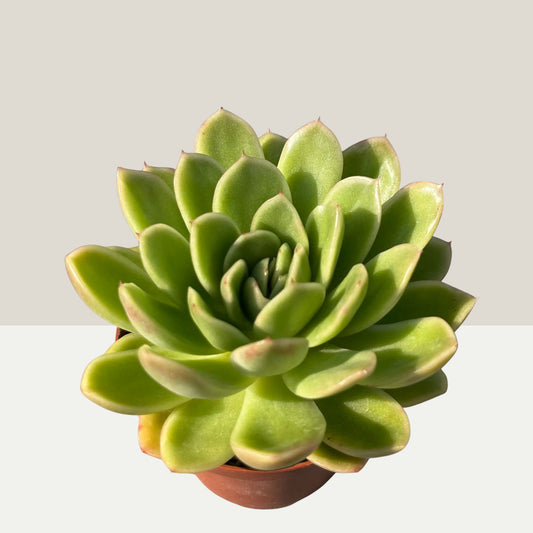 Echeveria gilva Einzelstück
