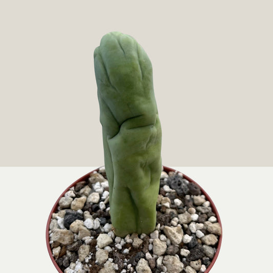 Trichocereus bridgesii f. monstrosa „Inversa“ (TBM Inversum) 9cm Topf