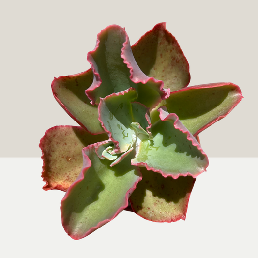 Echeveria Dicks Pink / First Lady Einzelstück B