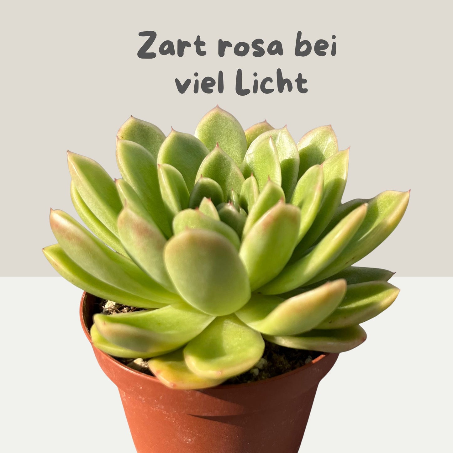Echeveria gilva Einzelstück