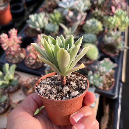 Aeonium Mini