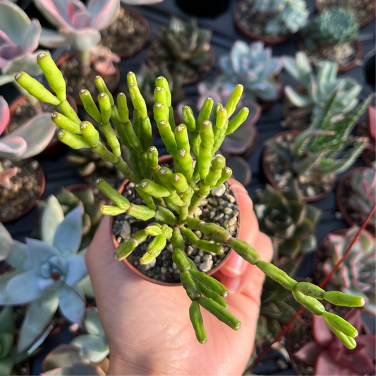 Hatiora salicornioides Mini