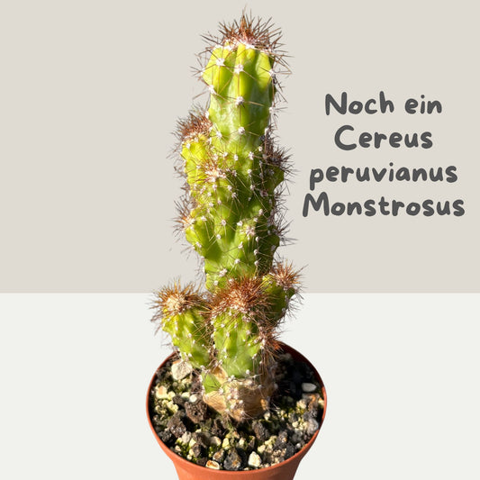 Cereus peruvianus Monstrosus Felsenkaktus 9cm Topf