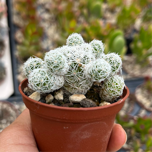 Mammillaria vetula Mini