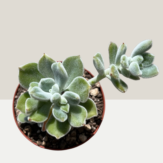 Echeveria Pulvinata Frosty Einzelstück