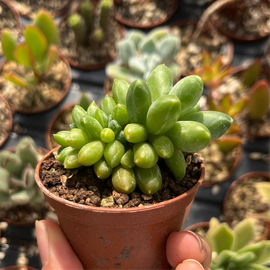 Pachyphytum compactum 'Little Jewel' cristata Mini
