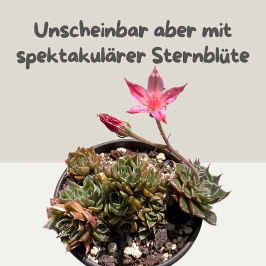 Graptopetalum bellum Gruppe Einzelstück
