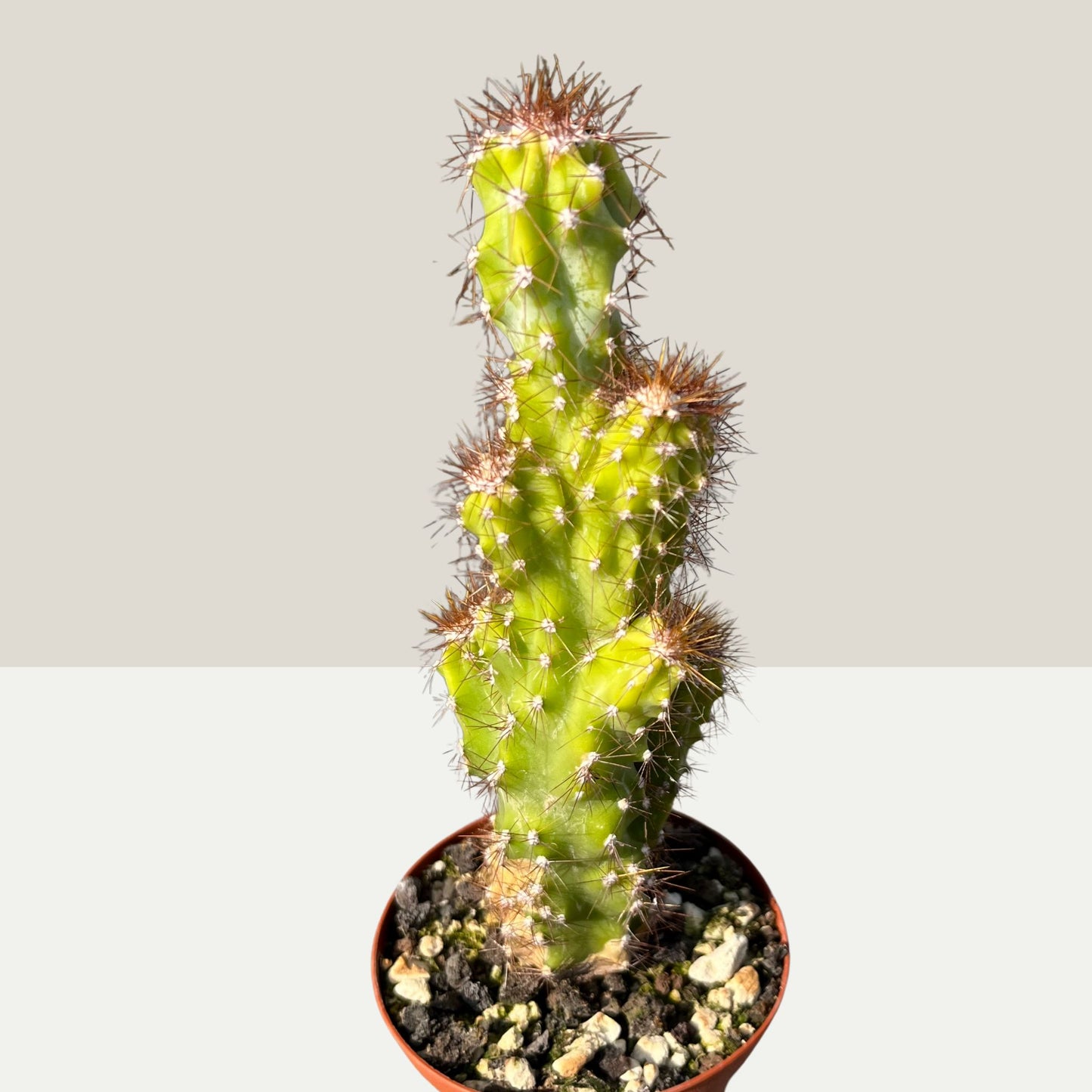 Cereus peruvianus Monstrosus Felsenkaktus 9cm Topf
