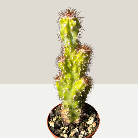Cereus peruvianus Monstrosus Felsenkaktus 9cm Topf