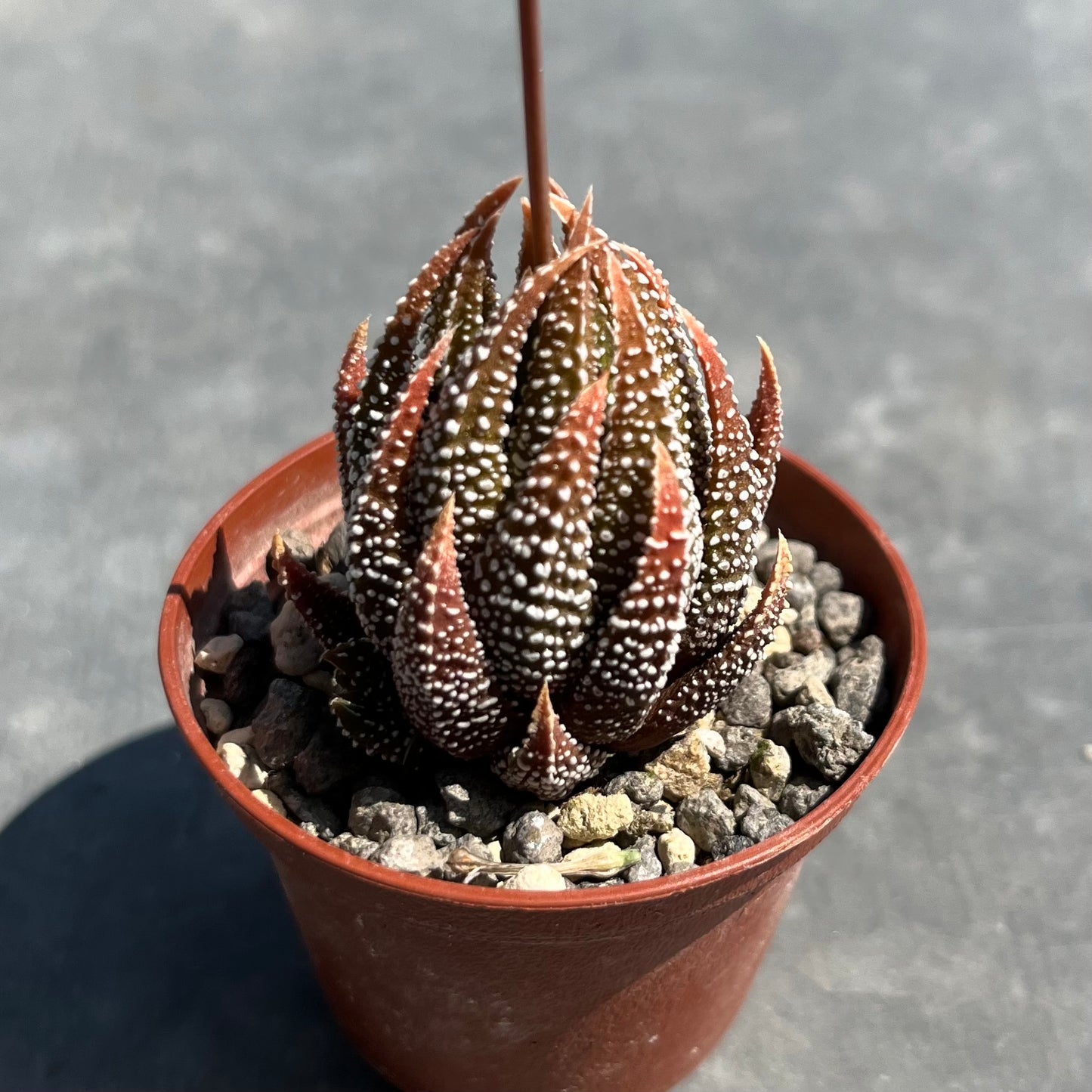 Tulista pumila / Haworthia Mini