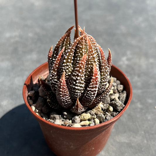 Tulista pumila / Haworthia Mini