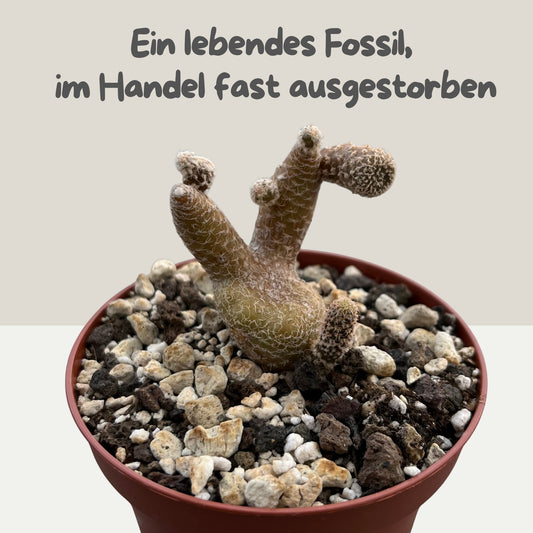 Maihueniopsis clavarioides – seltene Sammlerpflanze 9cm Topf