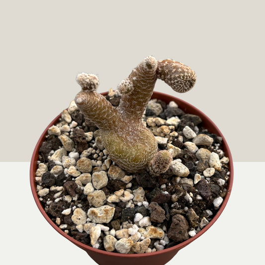 Maihueniopsis clavarioides – seltene Sammlerpflanze 9cm Topf