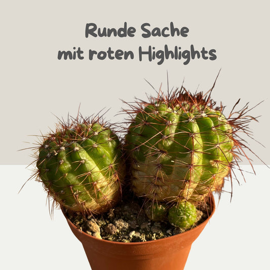 Notocactus ottonis v. linkii 9cm Topf