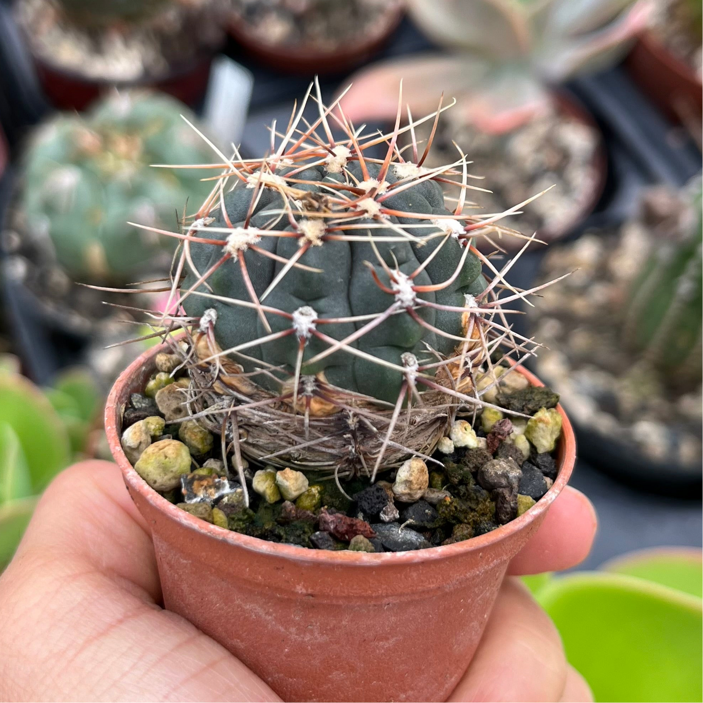 Gymnocalycium andreae