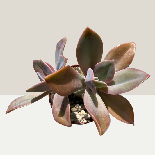 Graptoveria Einzelstück B