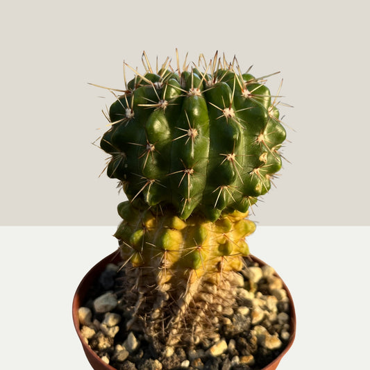 Notocactus 9cm Topf