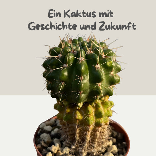 Notocactus 9cm Topf
