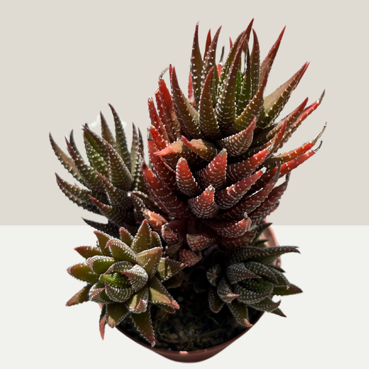 Haworthia fasciata Einzelstück